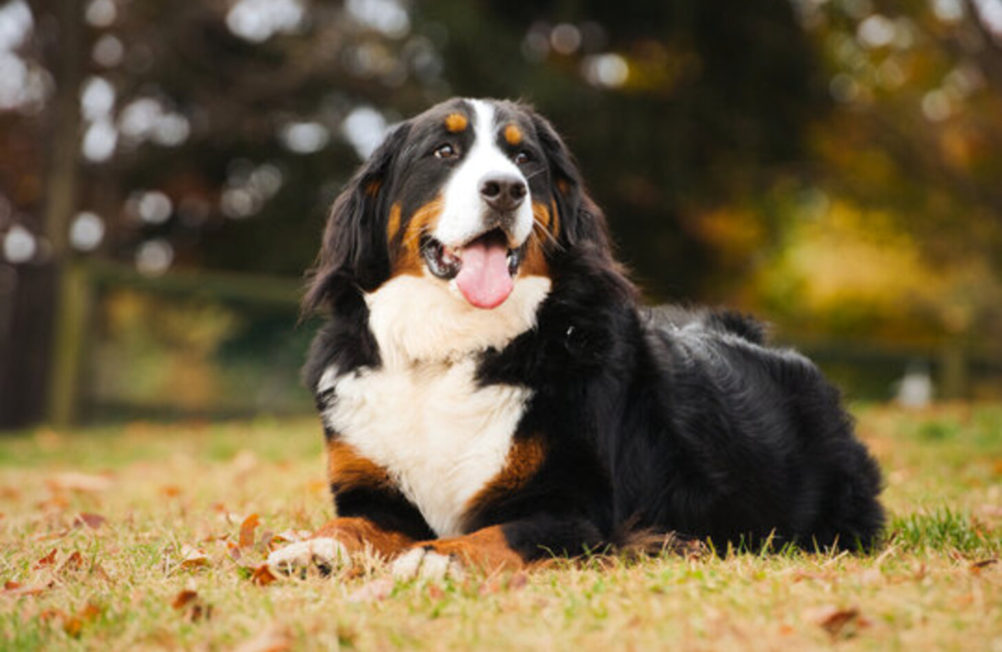 愛犬家を魅了するバーニーズの光と影！後悔ゼロへ導く飼育の極意