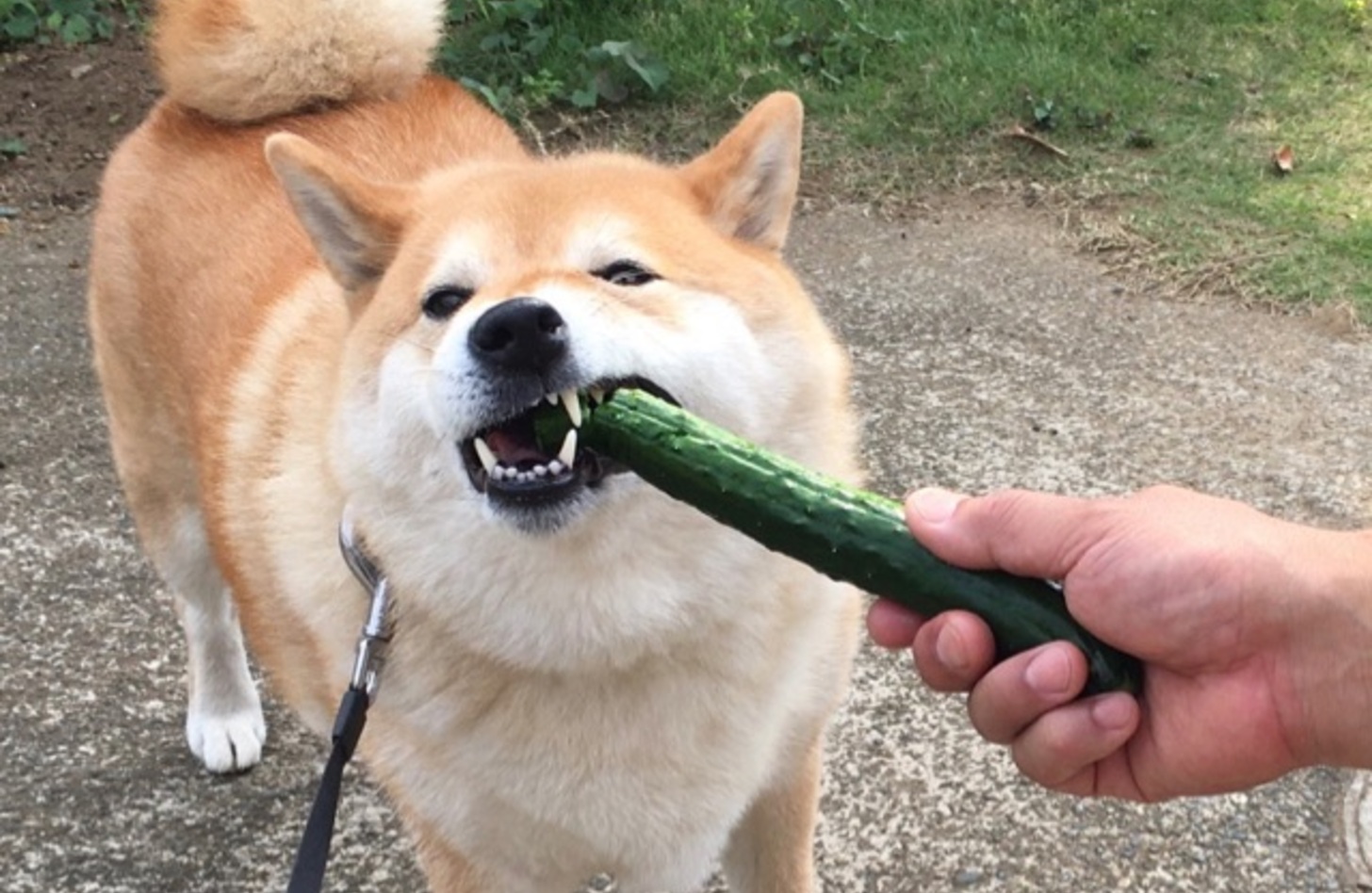 愛犬に「きゅうり」は本当に安全？2026年最新の獣医師見解と、Snsで話題の夏乗り切りヘルシーおやつ術