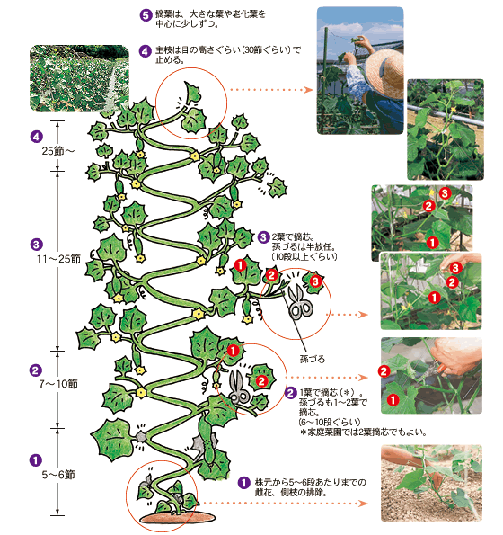 きゅうり摘芯で収穫量を倍増させる！プロが明かす失敗ゼロの極意