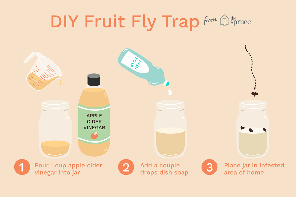 Apple Cider Vinegar Fly Trap