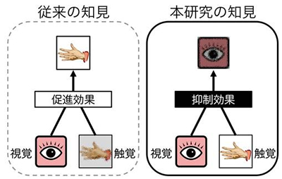 視覚と触覚の境界線：2026年、アルゴリズムが加速させる「特化型映像」の巨大市場と消費者の心理