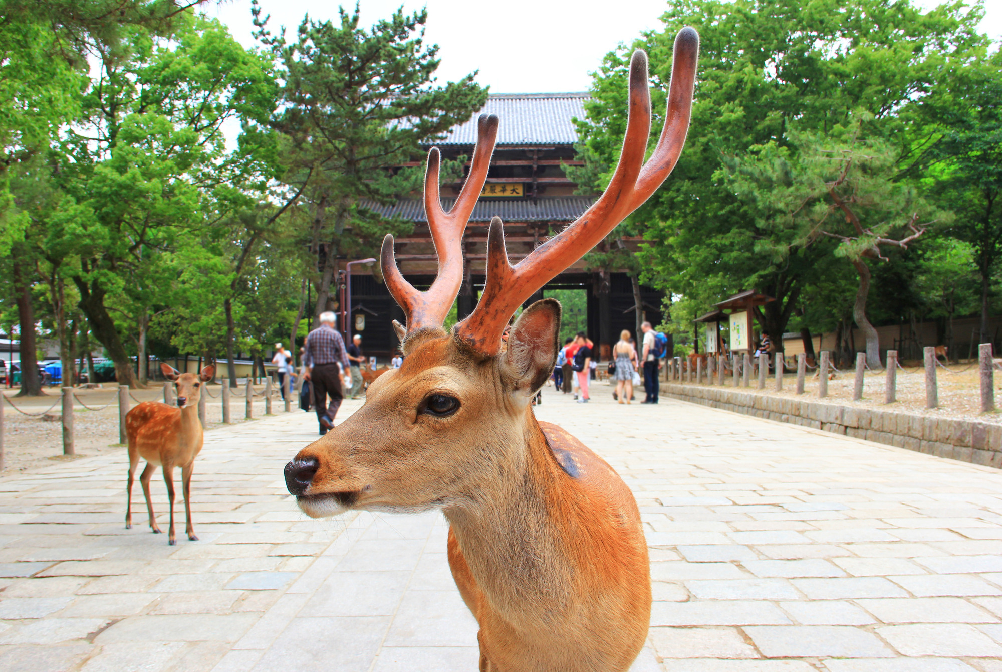 奈良公園の鹿がお辞儀する本当の理由と2026年現在の保護の裏側