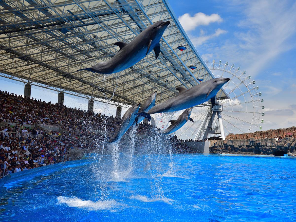 名古屋港水族館はなぜ世界を魅了する？シャチ公開の真相と混雑回避術