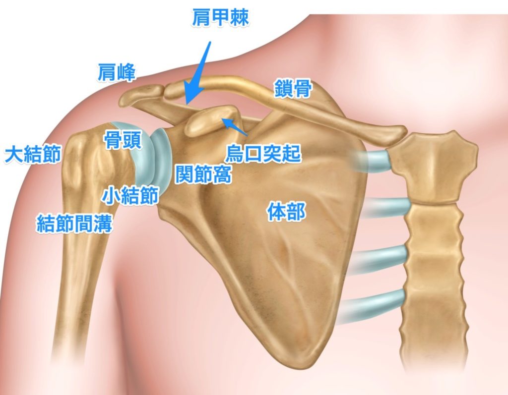 なぜダンベルより効く？ケーブル肩トレで理想のメロン肩を作る最新技術