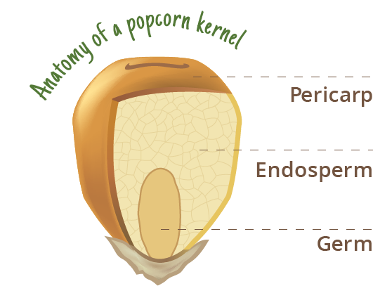 Where Does a Popcorn Kernel Come From