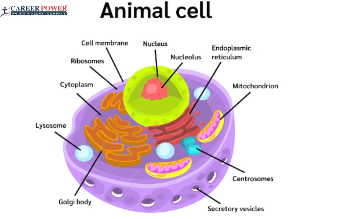 Explain the Animal Cell