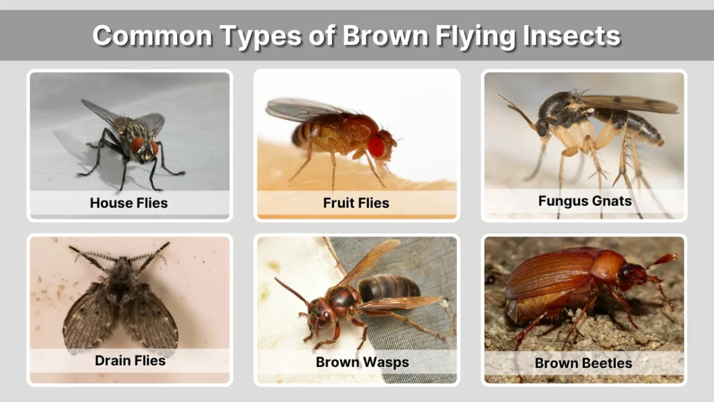 Brown Flying Bug in House