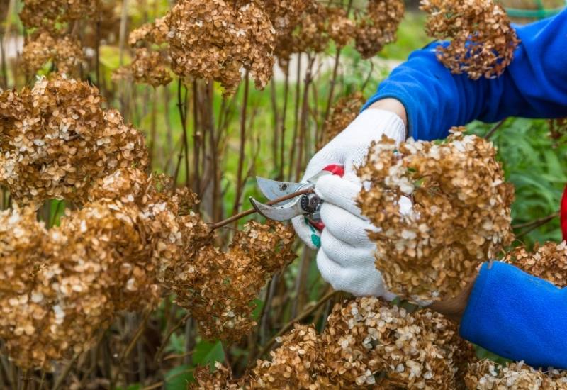 Cutting Dead Hydrangea Blooms