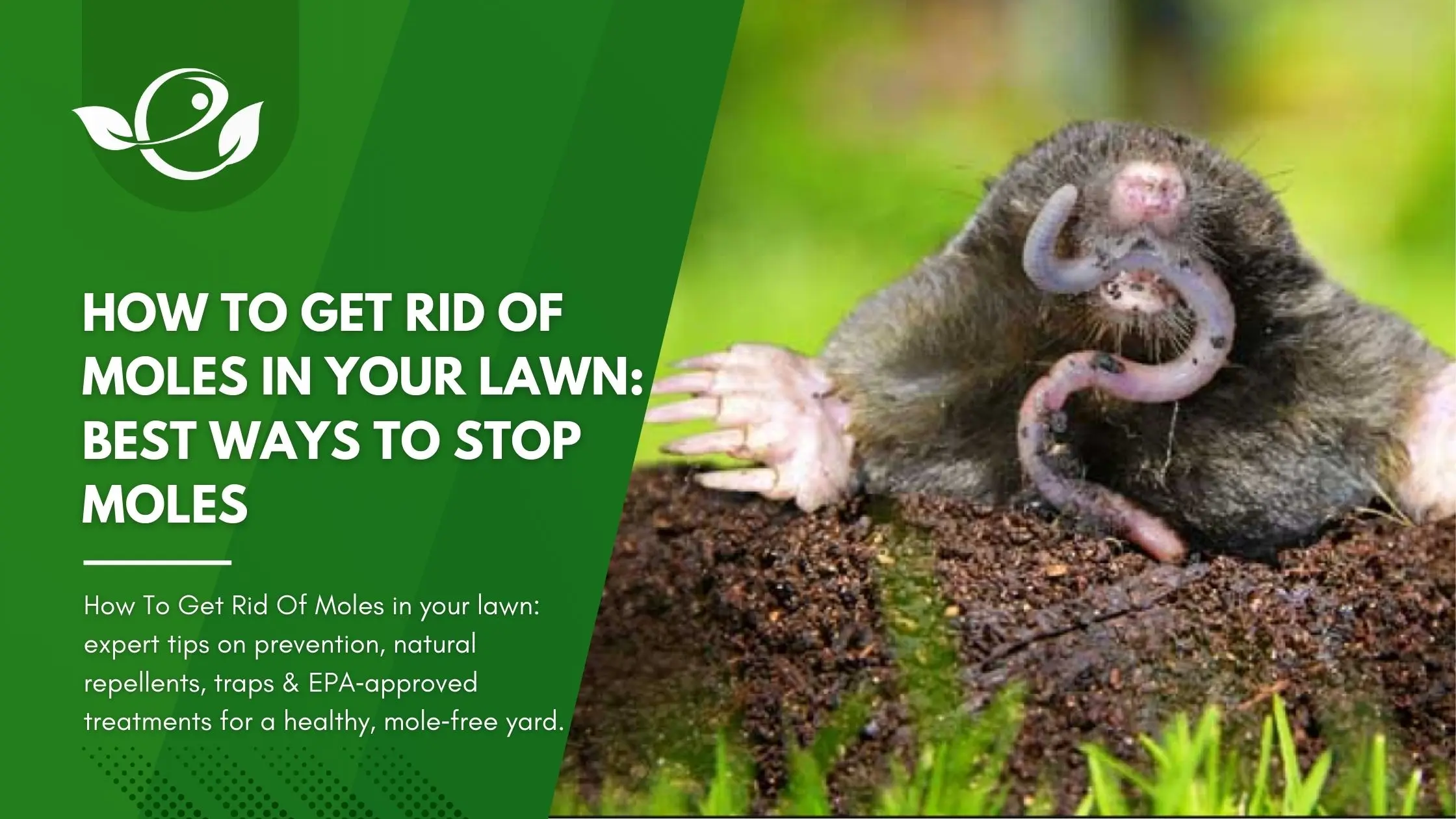 Get Rid of Moles in Garden