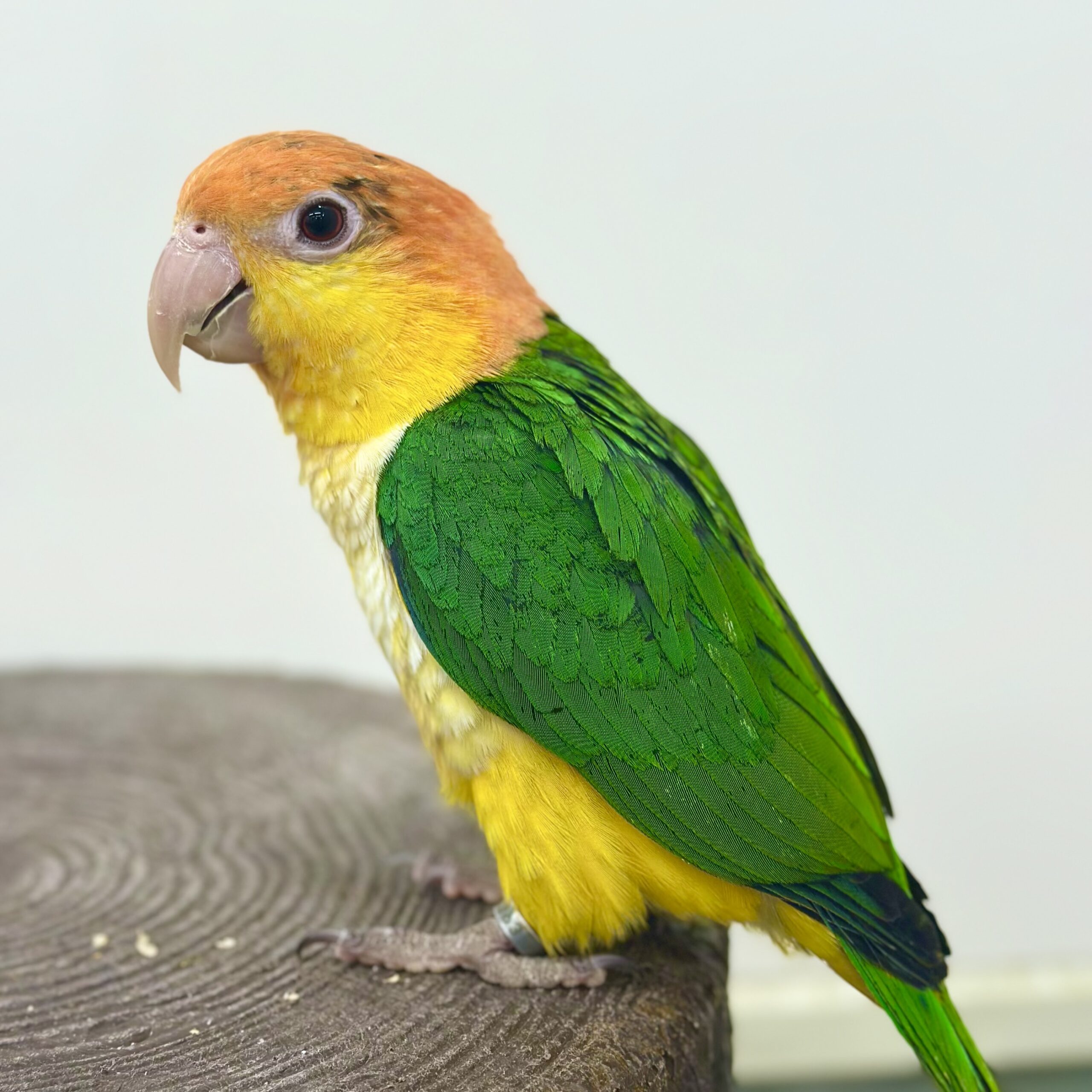 仰向けで転がる奇妙な生態！シロハラインコ驚きの真実と最新飼育法