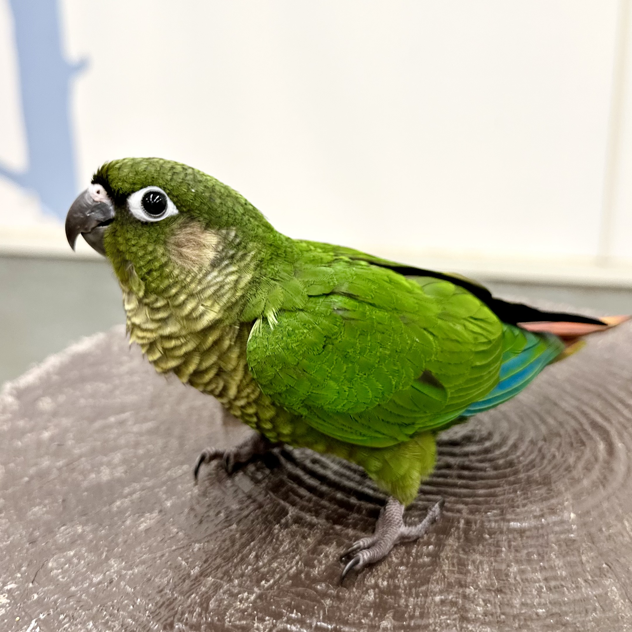 ホオミドリアカオウロコインコ飼育の真実｜後悔の理由と生態をプロが徹底解説