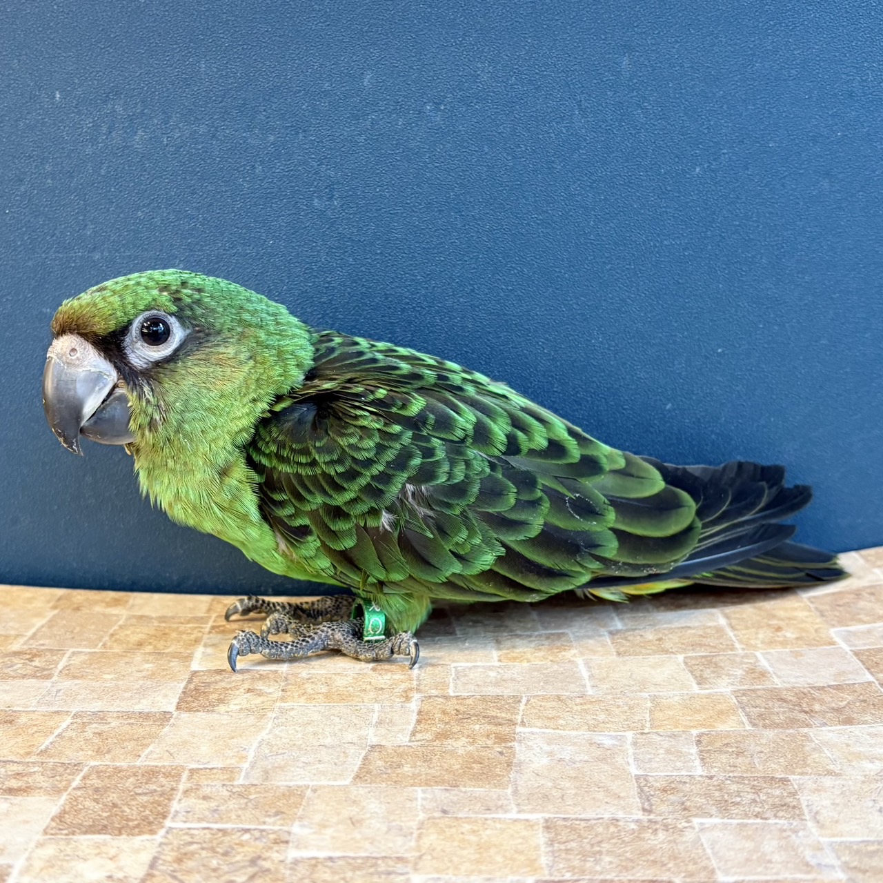 ズアカハネナガインコの真実｜性格・鳴き声・寿命と後悔しない飼育法
