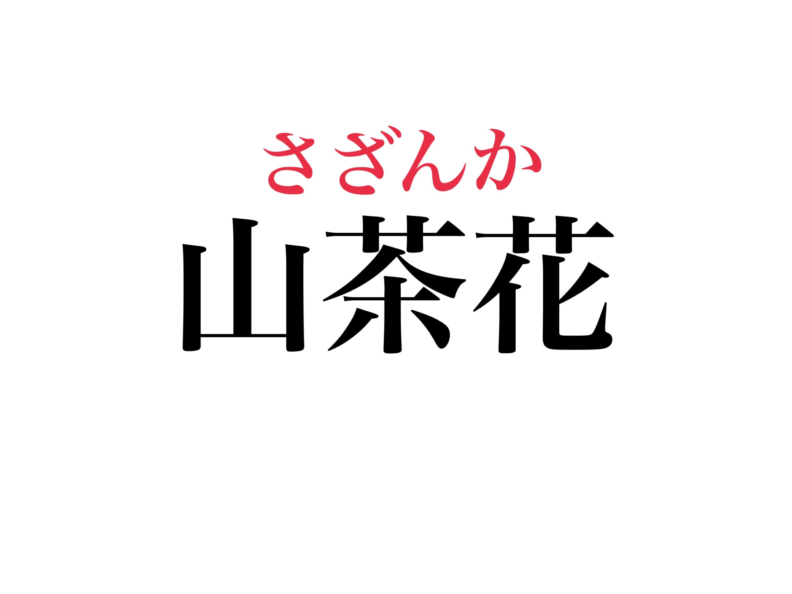 「山茶花」の読み方と語源に迫る！椿との違いや名曲の真実とは