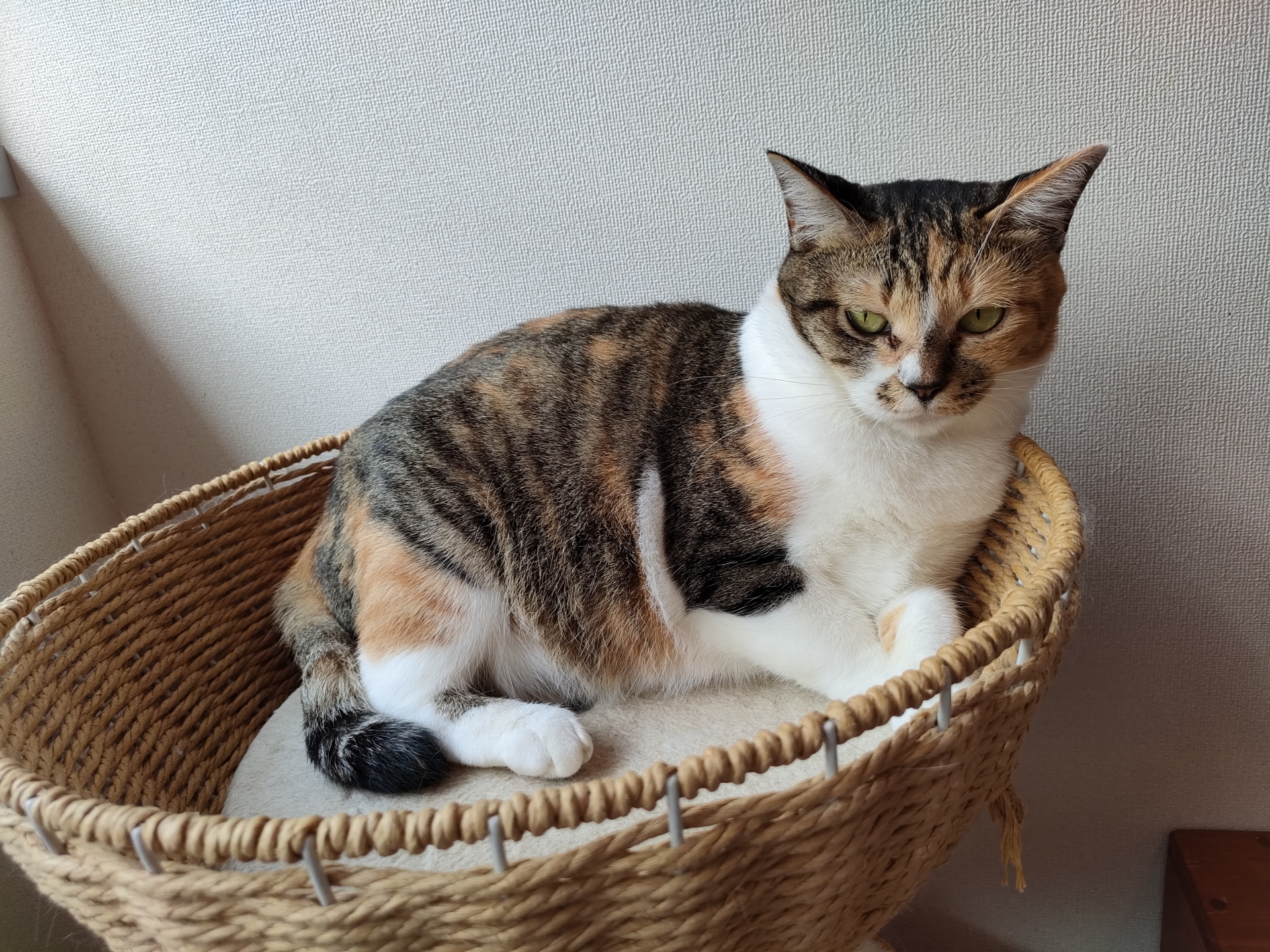 キジ三毛猫の魅力と遺伝の謎｜オス確率や性格・縞三毛との違いを徹底解明