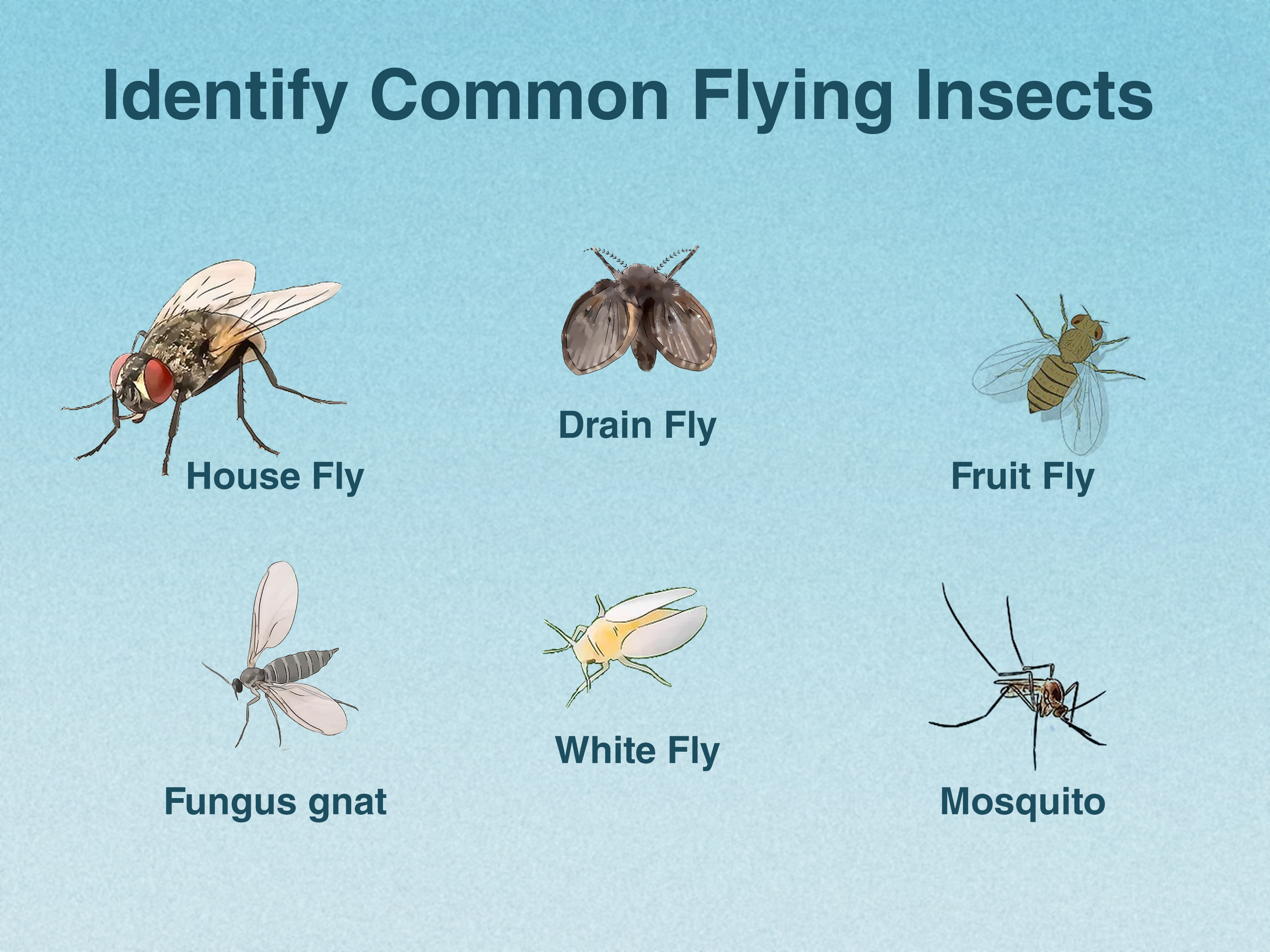 Flying Insects Inside House