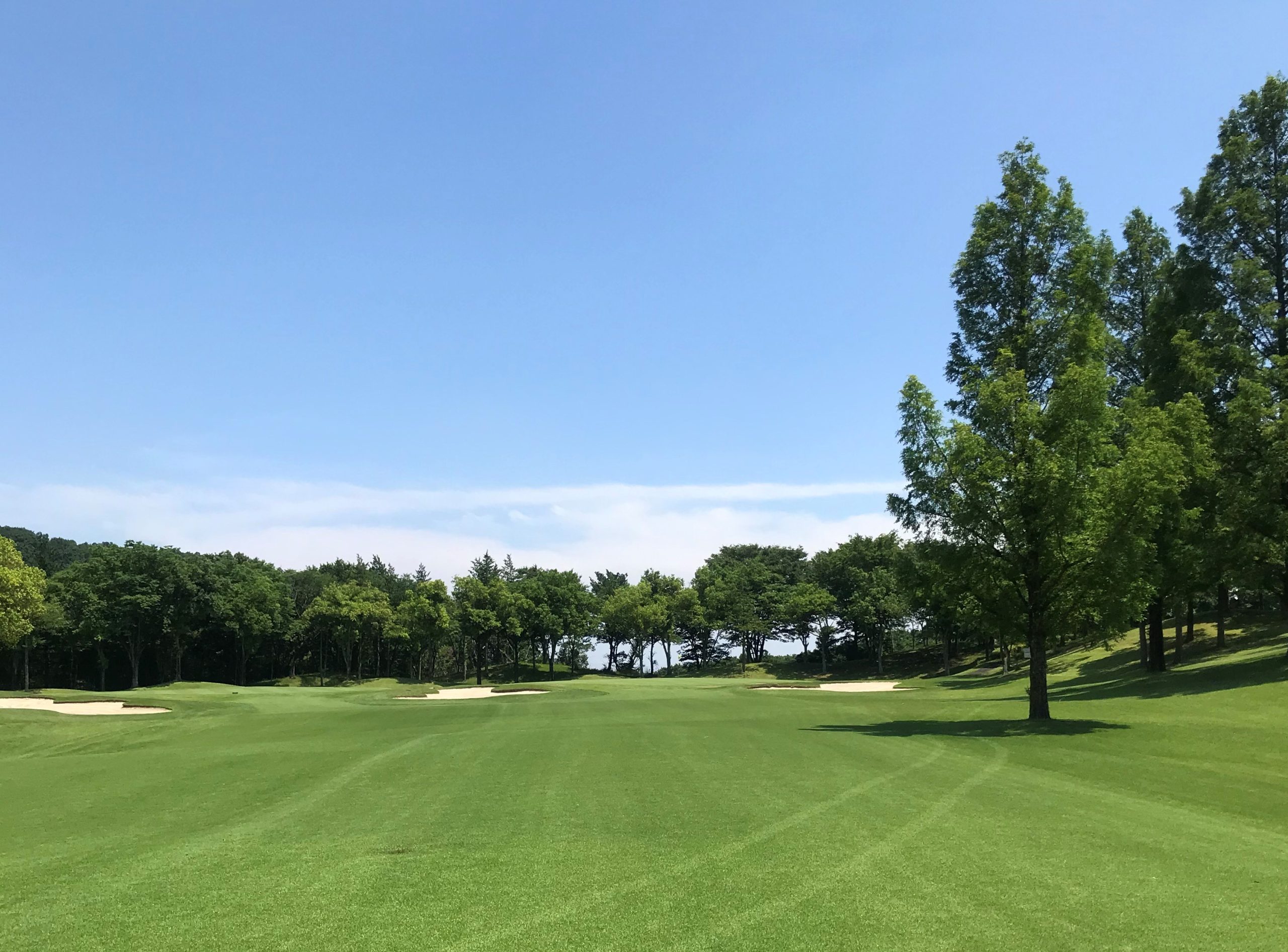 森林公園ゴルフ倶楽部の評判と難易度を徹底解剖【2026年最新】