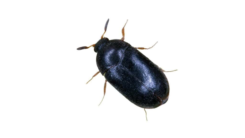 Small Black Oval Shaped Bug