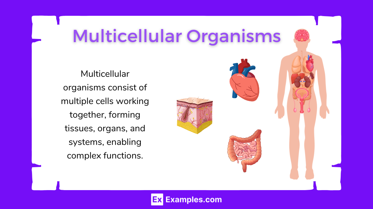 Multicellular Organisms Examples