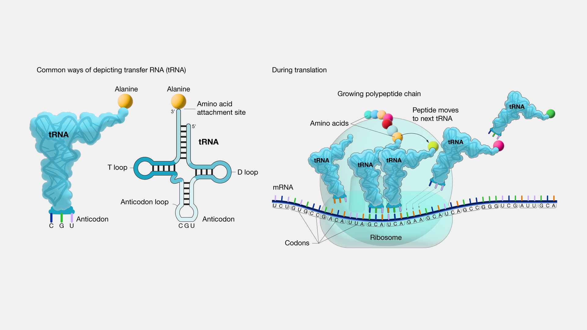 What Does Transfer Rna Do