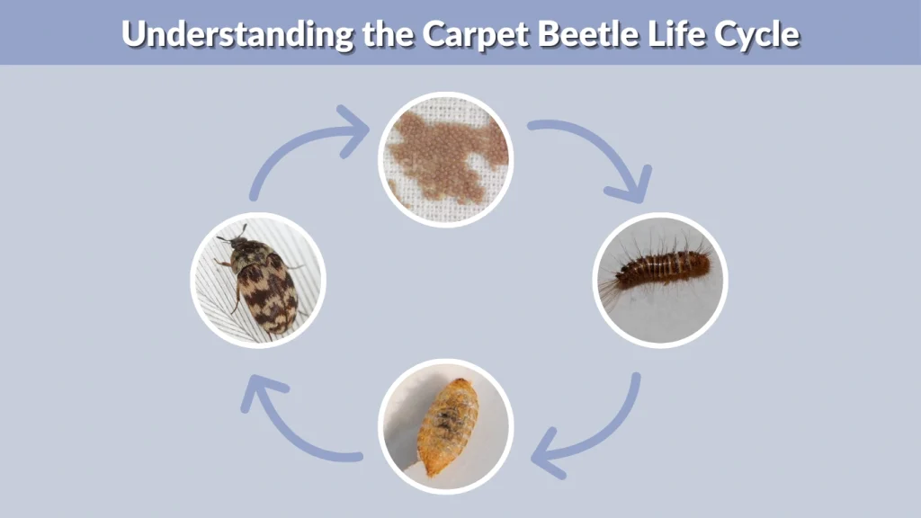 Carpet Beetle Where Do They Come From