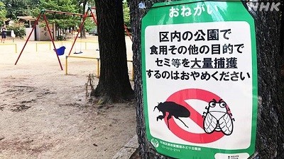「セミを食べないで」都立公園が異例の緊急警告。Snsで激化する“野生昆虫食”トレンドに潜む健康リスクとは