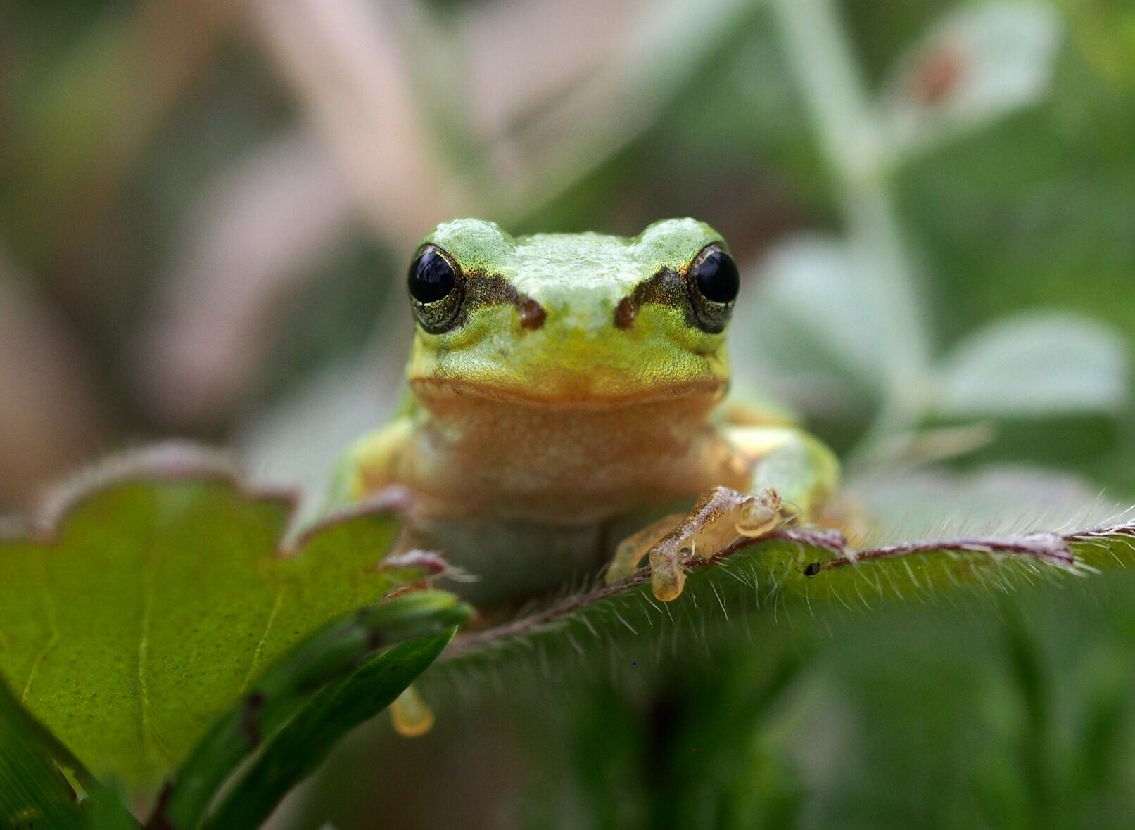 Frogだけじゃない？カエル英語の使い分けと名作から学ぶ英会話