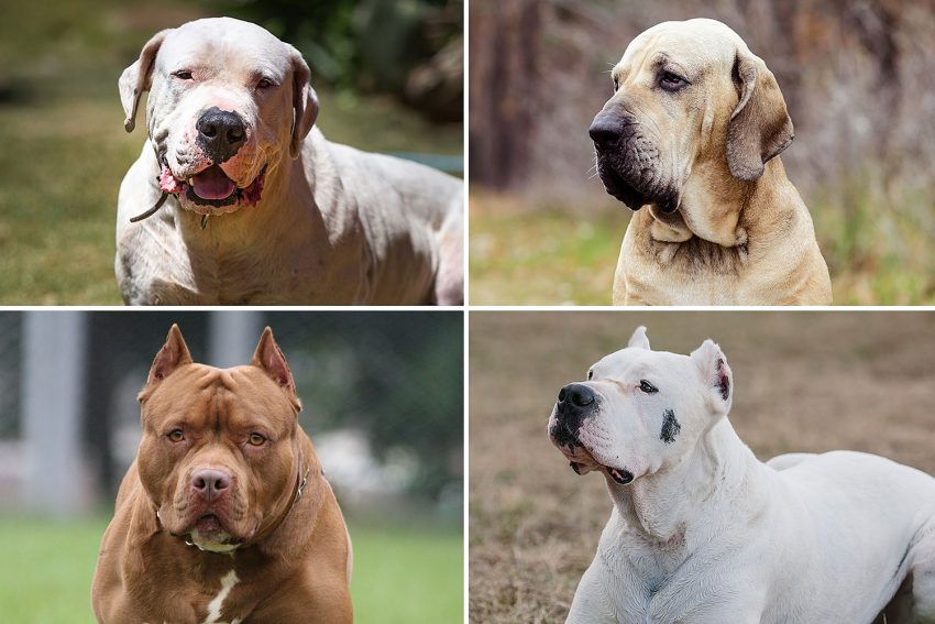 What Dog Is Illegal in the Uk