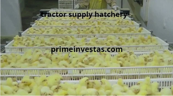 What Hatchery Does Tractor Supply Use