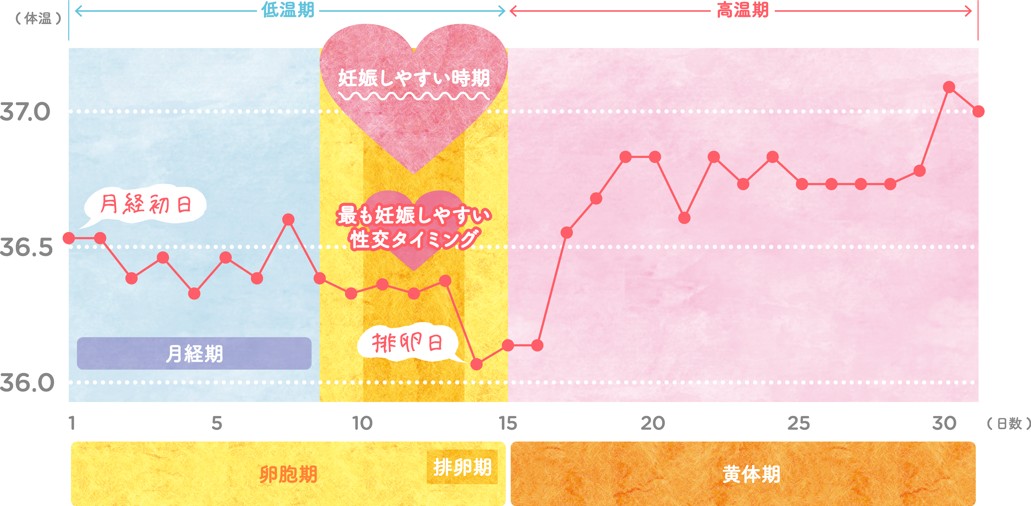 排卵日の体温はいつ下がる？低温期から高温期への移行と妊娠兆候の真実