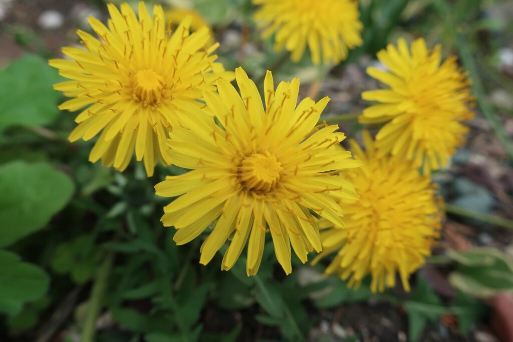 ダンデライオンの花言葉は怖い？別れの真相と綿毛が運ぶ幸せの由来