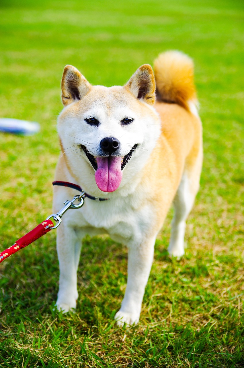 犬の去勢後の写真と傷口経過を徹底検証！腫れや袋の変化と危険サイン