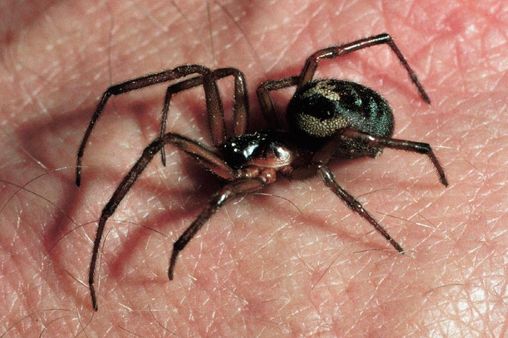 Are There Any Venomous Spiders in England