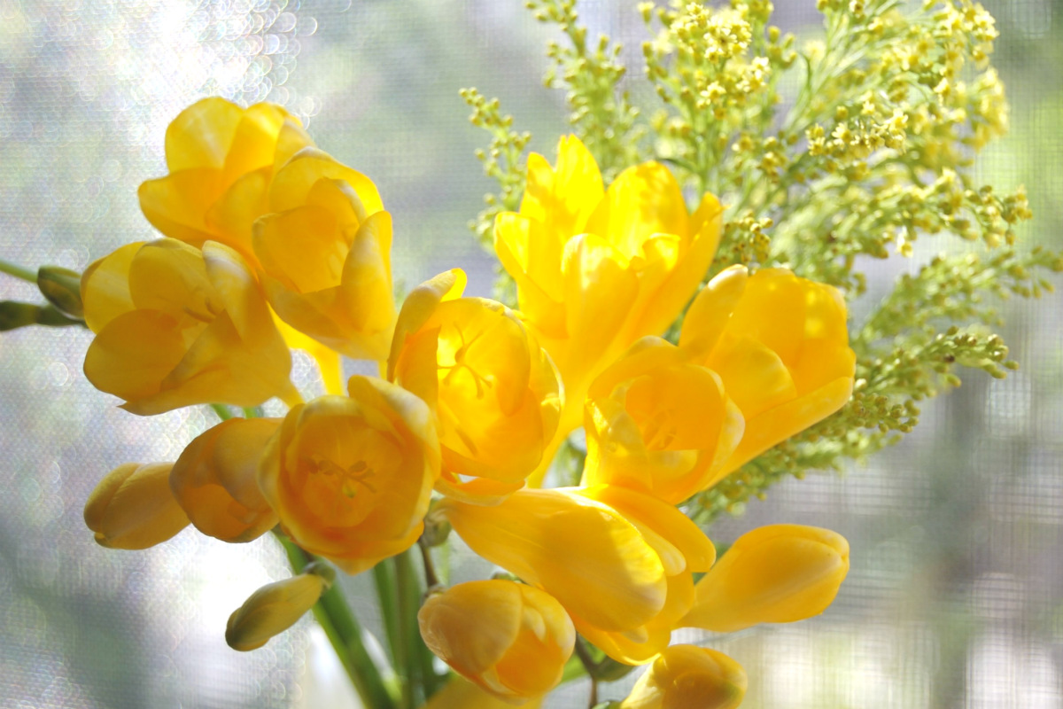 3月の誕生花と花言葉一覧！怖い意味の真相と失敗しないギフト選び