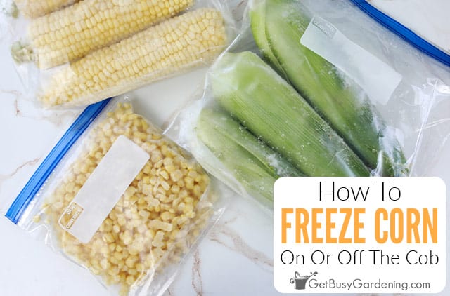 Can Fresh Corn on the Cob Be Frozen