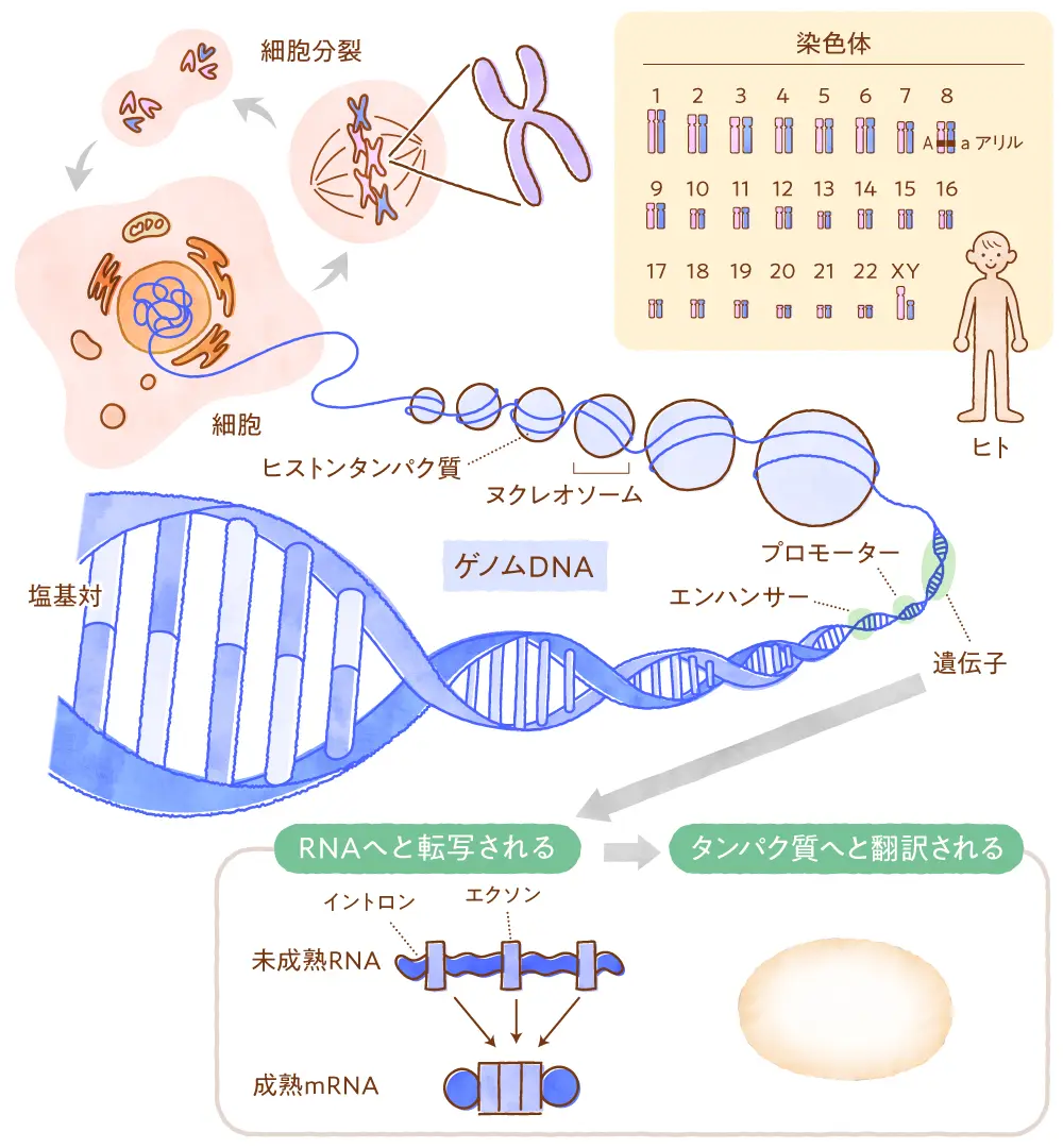 ゲノムと遺伝子とDnaの違いは？解明率100%が拓く医療の未来