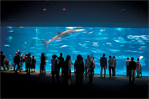 【経歴】 い お ワールド かごしま 水族館 衝撃の最新ニュース #962