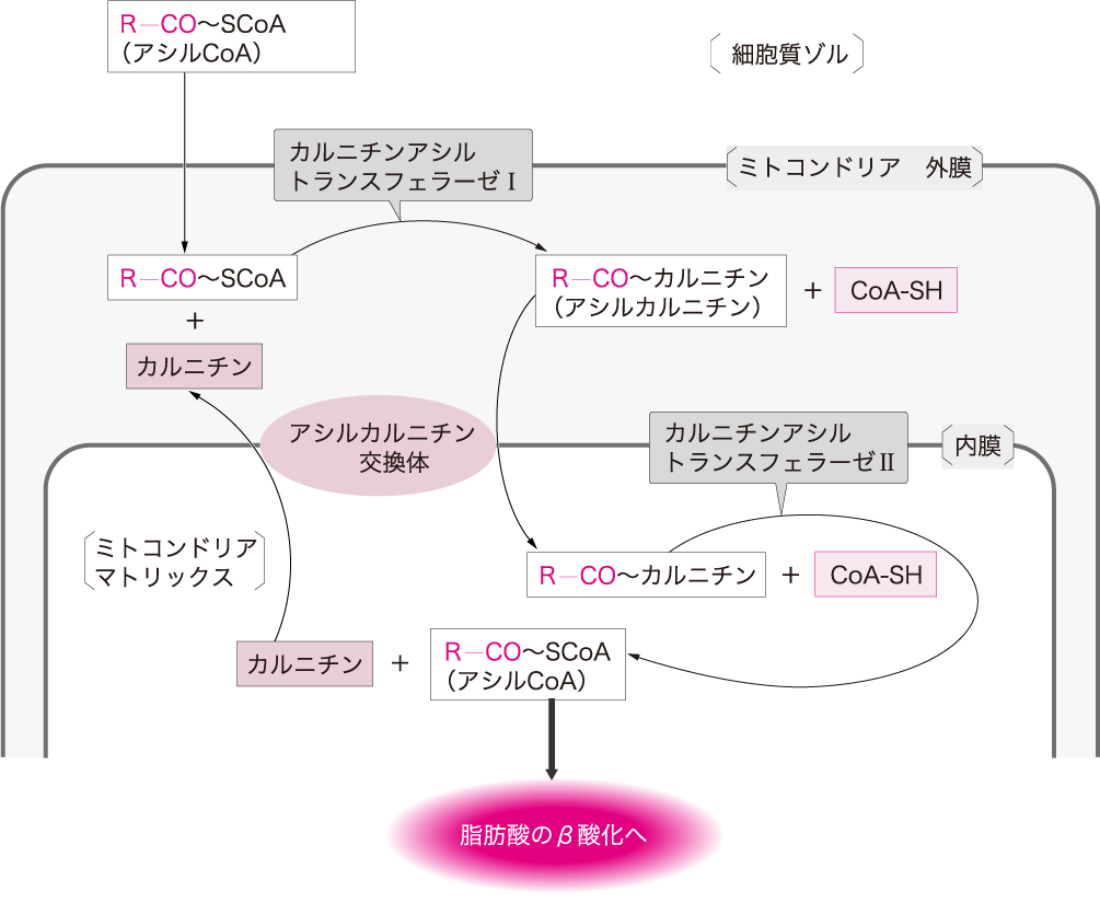 脂肪燃焼の核心「Β酸化」とは？仕組み・Atp計算と国家試験の攻略法