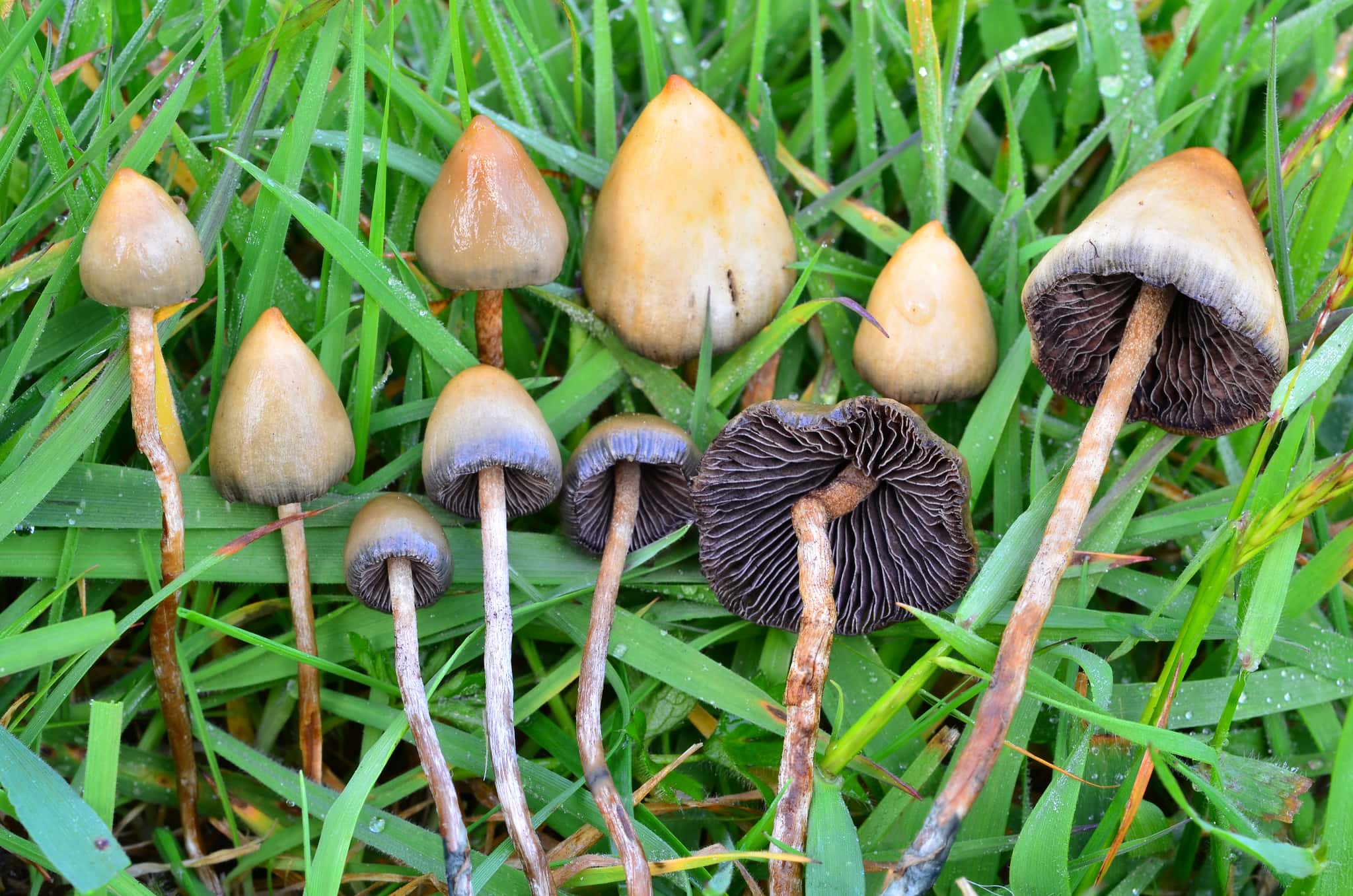 Liberty Caps Near Me