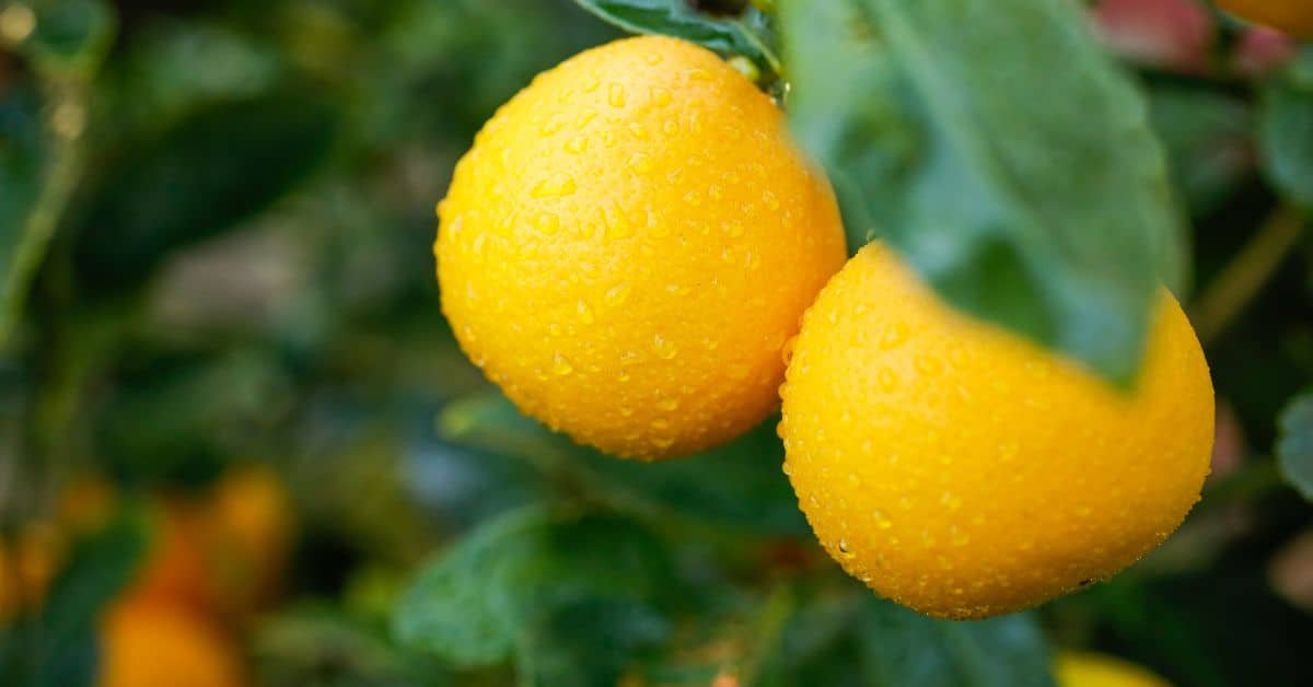 When Are Lemons Ripe