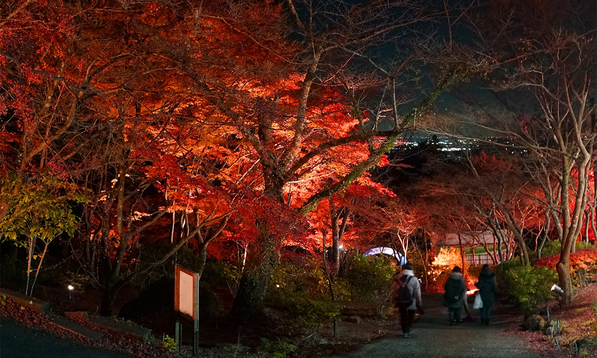 【2026】筑波山の紅葉見頃と渋滞回避術！ライトアップ＆絶景夜景