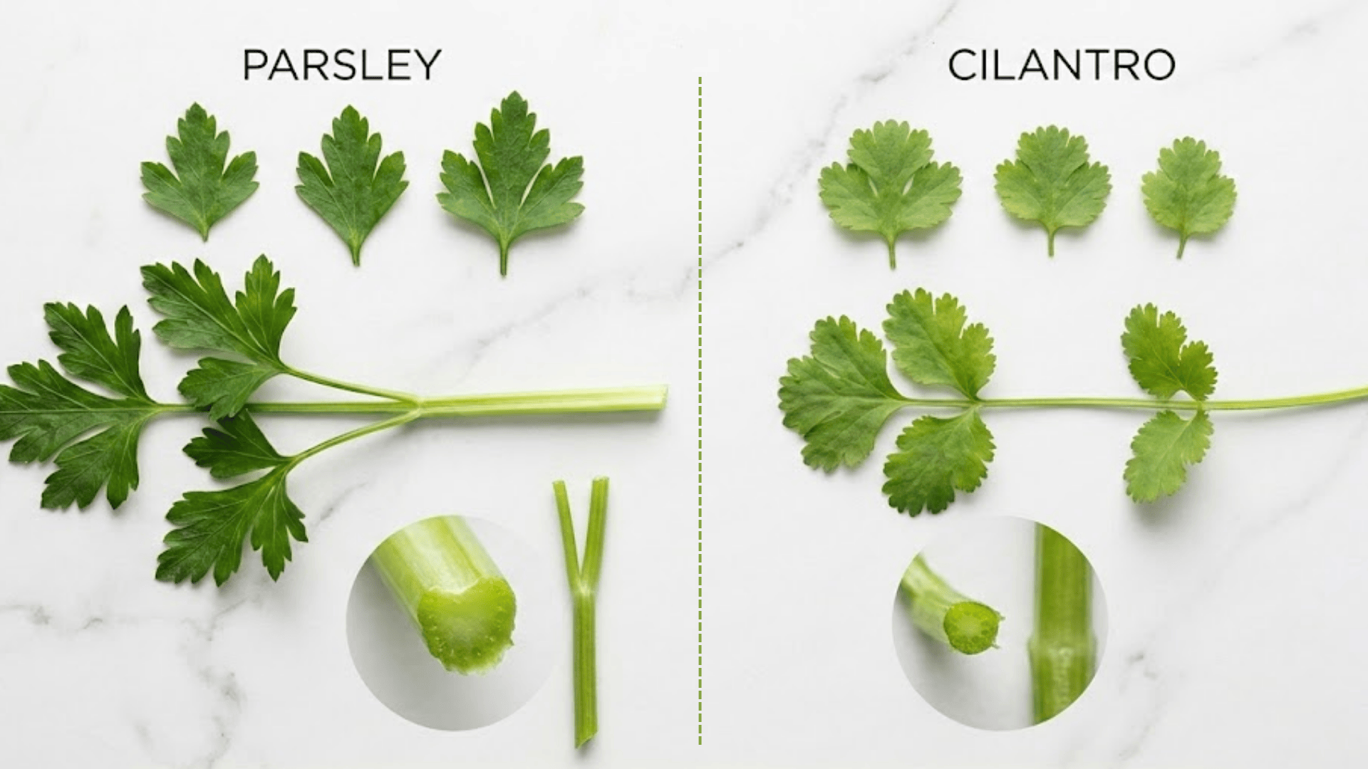 Cilantro vs Parsley Taste