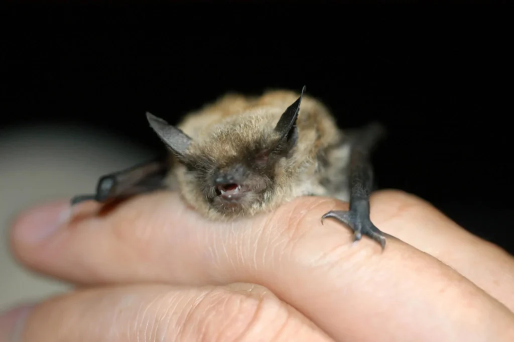 Can You Get a Bat as a Pet