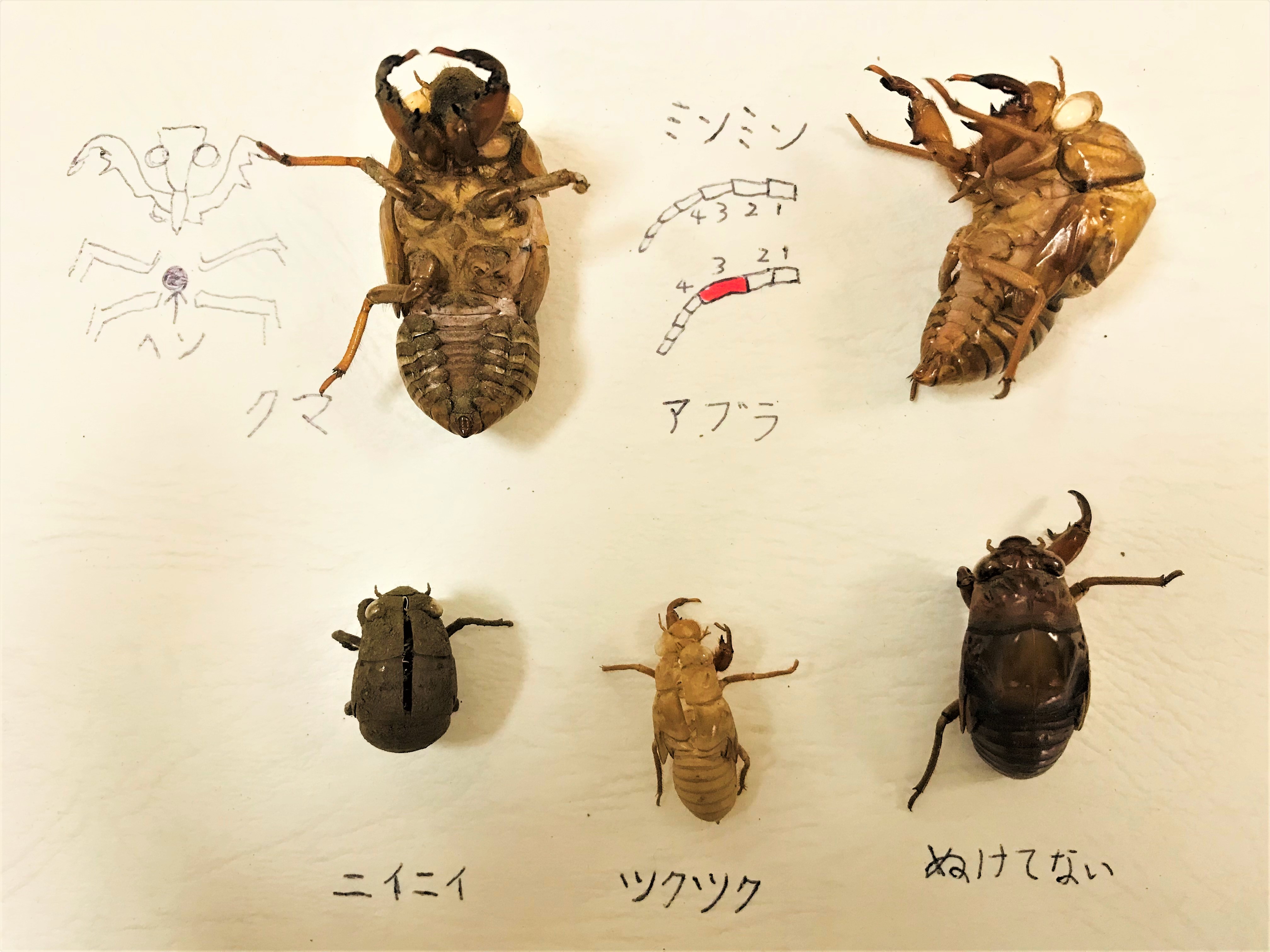 セミの幼虫の真実！7年説の嘘と羽化・見分け方を徹底解剖