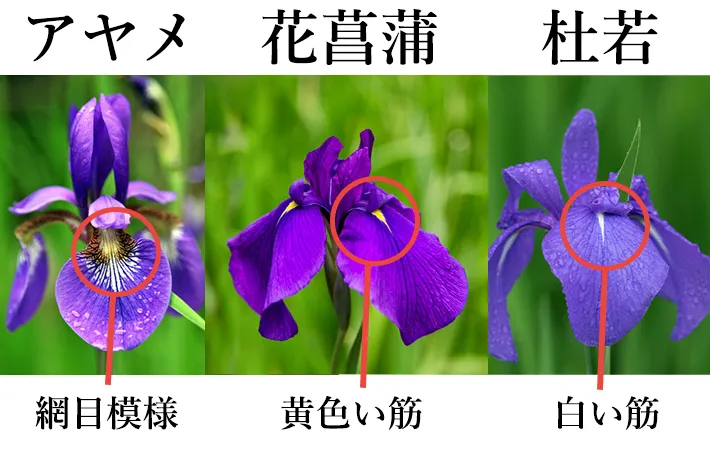 【画像あり】 菖蒲 と あやめ の 違い 最新写真集＆動画まとめ #832