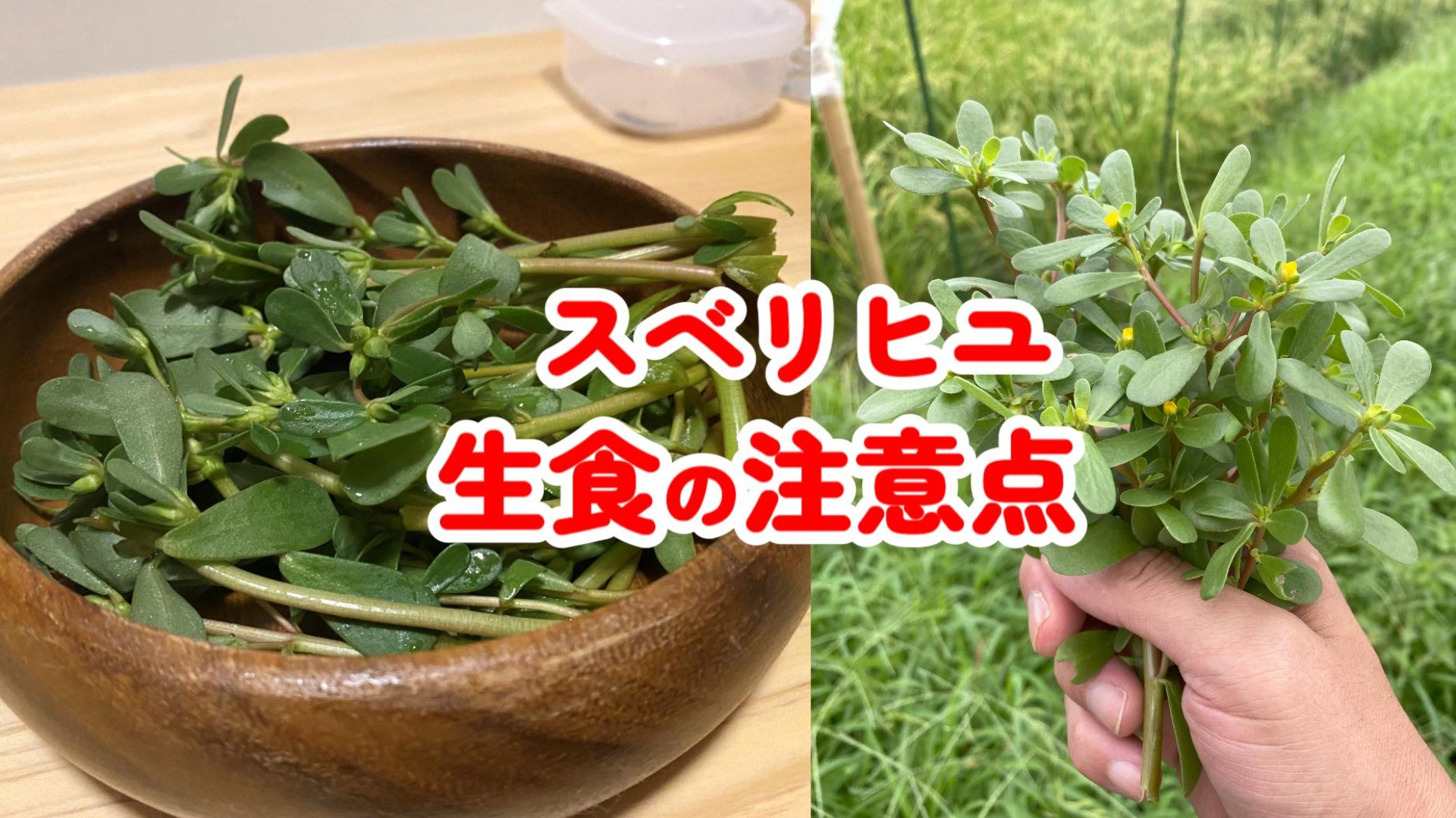 道端の雑草が絶品に化ける！スベリヒユの美味しい食べ方と下処理術