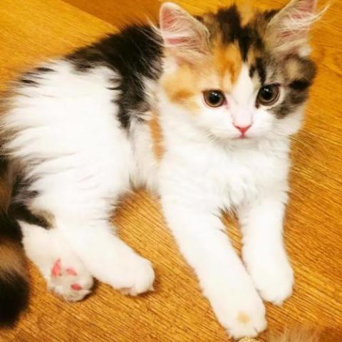 【話題】 三 毛 猫 オス 値段 最新情報まとめ 2026 #928