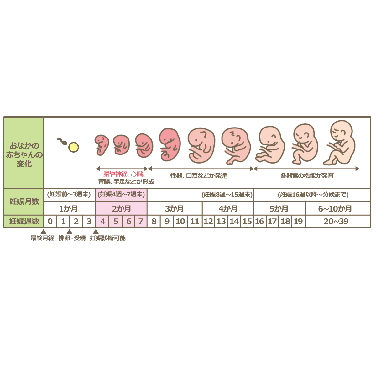 妊娠検査薬で陽性が出たら病院へいつ行く？初診時期と費用・選び方