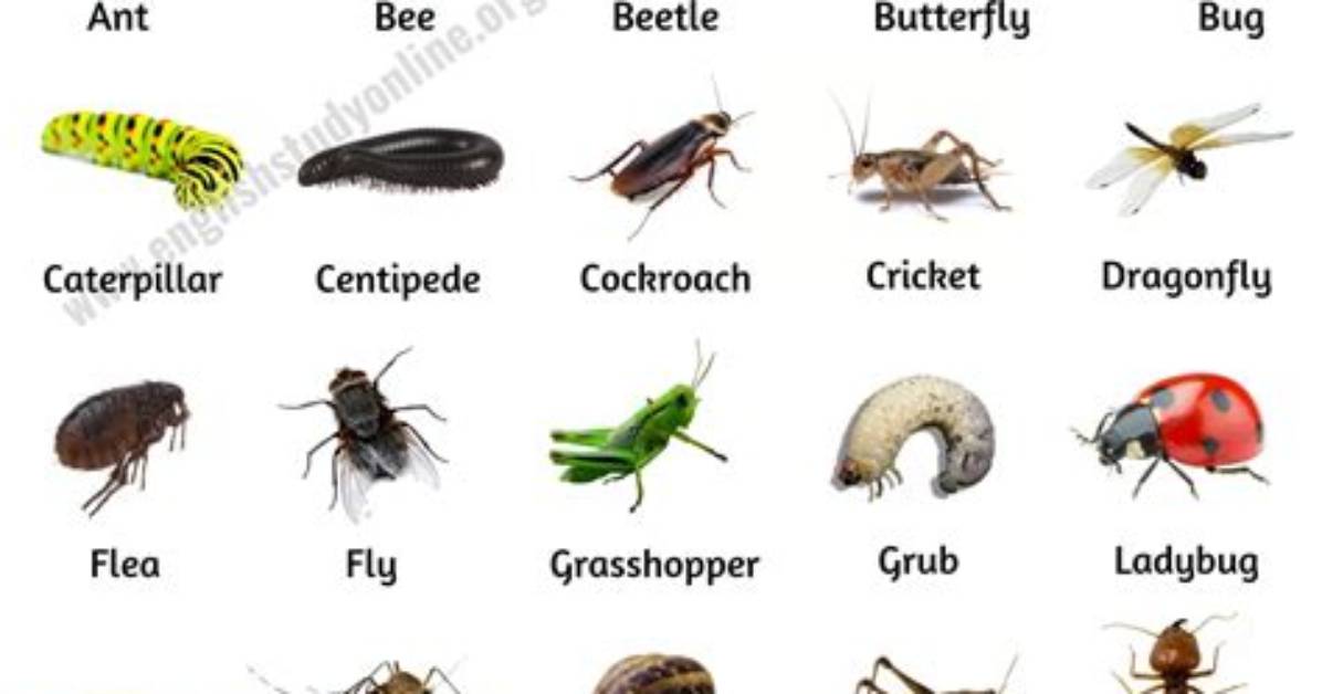 Common Insect