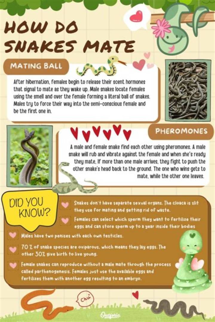 How Do Snakes Mate? the Real Courtship, Biology, and Mating Cycle