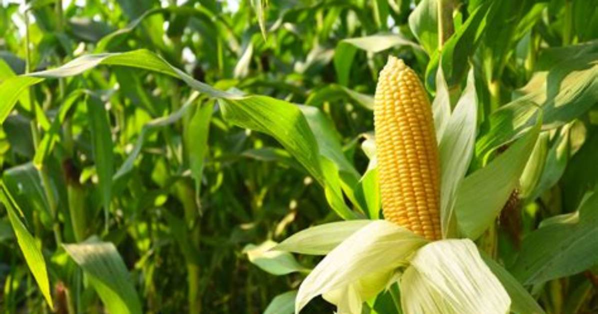 Is Corn